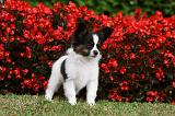 EPAGNEUL PAPILLON 003